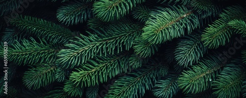fir green background close up