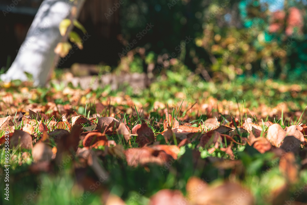 Autumn leaves on the grass in autumn. natural, autumn background Autumn leaves on the grass in autumn. natural, autumn background