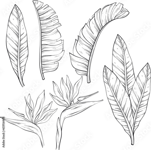 Set of tropical bird of paradise flowers sketch