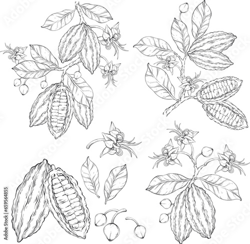 Set of outline cocoa leaves, flowers and fruits