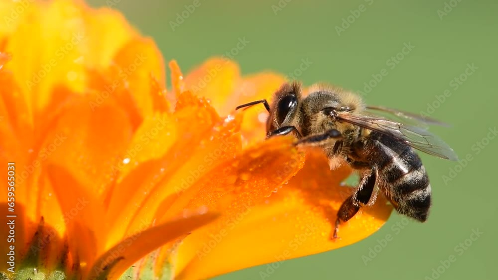 Honey bee Apis mellifera on orange herb flower Calendula officinalis. Macro photo on bulurred green background. The most important animate being in the world. Czech republic nature. Honey bee Apis mellifera on orange herb flower Calendula officinalis. Macro photo on bulurred green background. The most important animate being in the world. Czech republic nature.