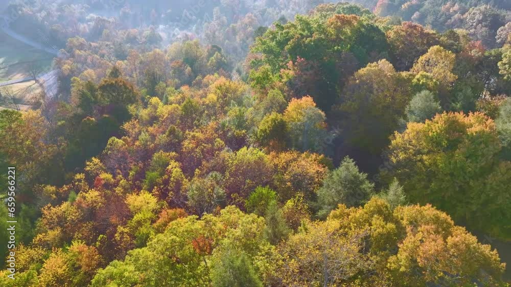View from above of colorful woods with yellow and orange canopies in autumn forest on sunny day. Landscape of wild nature in autumn View from above of colorful woods with yellow and orange canopies in autumn forest on sunny day. Landscape of wild nature in autumn