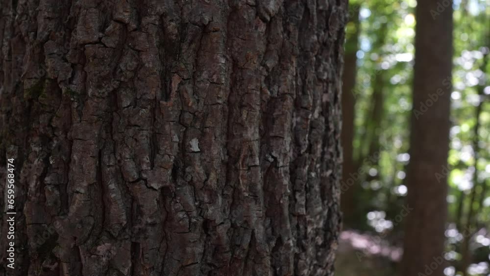 Close Up Tree Bark in Forest Detailed View Close Up Tree Bark in Forest Detailed View
