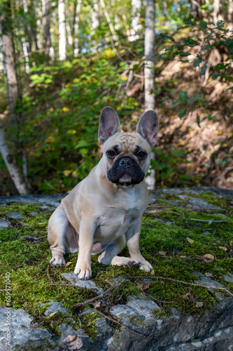 Cute French bulldog sitting on big rock in forest