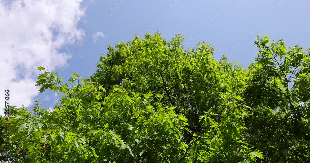 oak with green foliage in the spring season, green oak foliage in sunny weather in the spring park oak with green foliage in the spring season, green oak foliage in sunny weather in the spring park