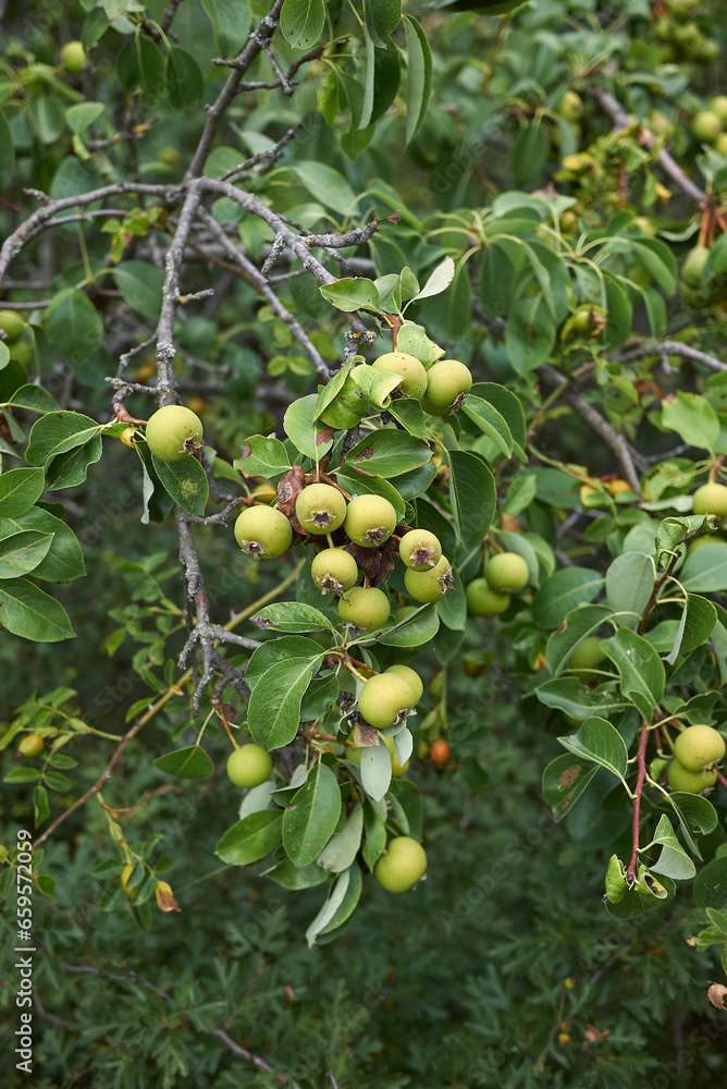 European wild pear European wild pear