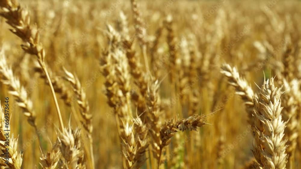 wheat field close up, good harvest. agriculture concept, European grain and wheat crisis. cultivation of crops 