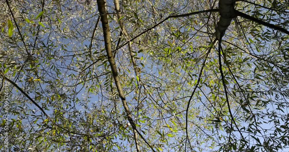 willow tree in the autumn season with foliage changing color, changing the color of willow foliage in autumn willow tree in the autumn season with foliage changing color, changing the color of willow foliage in autumn