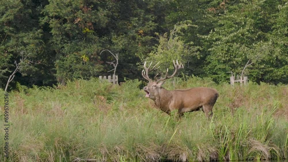 Red Deer Bellowing During the Rut Red Deer Bellowing During the Rut