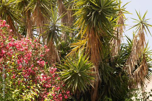 Palm trees in Villa Bonnano public park in Palermo  Sicily