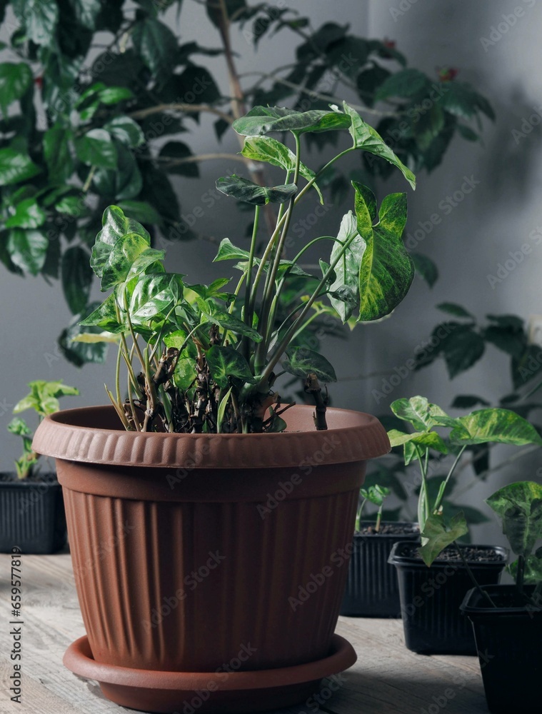 House plant Syngonium liana planted in a growing pot. Beautiful leaves and background with indoor plants. House plant Syngonium liana planted in a growing pot. Beautiful leaves and background with indoor plants.