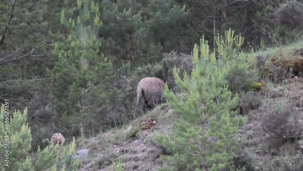 wild boar eating with its babies wild boar eating with its babies