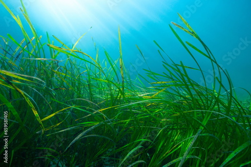 Fotografie, Obraz Seagrass underwater with sunlight in the Atlantic ocean, Eelgrass seagrass Zoste