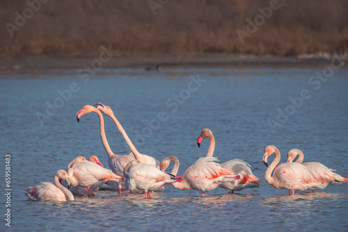 Flamingos feeding food in a sea lake water. Flamingo flying in a sky.