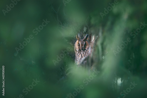 Long-eared owl wildlife bird watching from a pine tree branch in a mystery wood