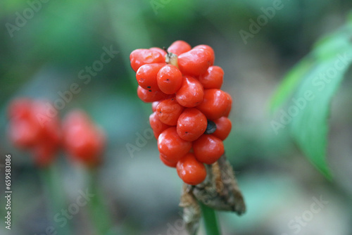 Photos Red cuckoo pint berries