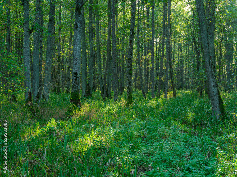 Obraz premium tree trunks in green summer forest with foliage