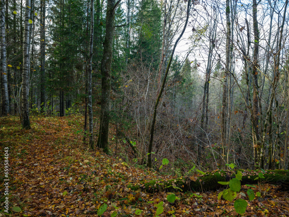 dark moodie autumn colored foliage abstracts in nature dark moodie autumn colored foliage abstracts in nature