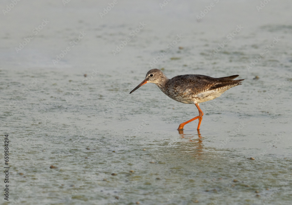 Redshank at feeding at arad coast of Bahrain Redshank at feeding at arad coast of Bahrain