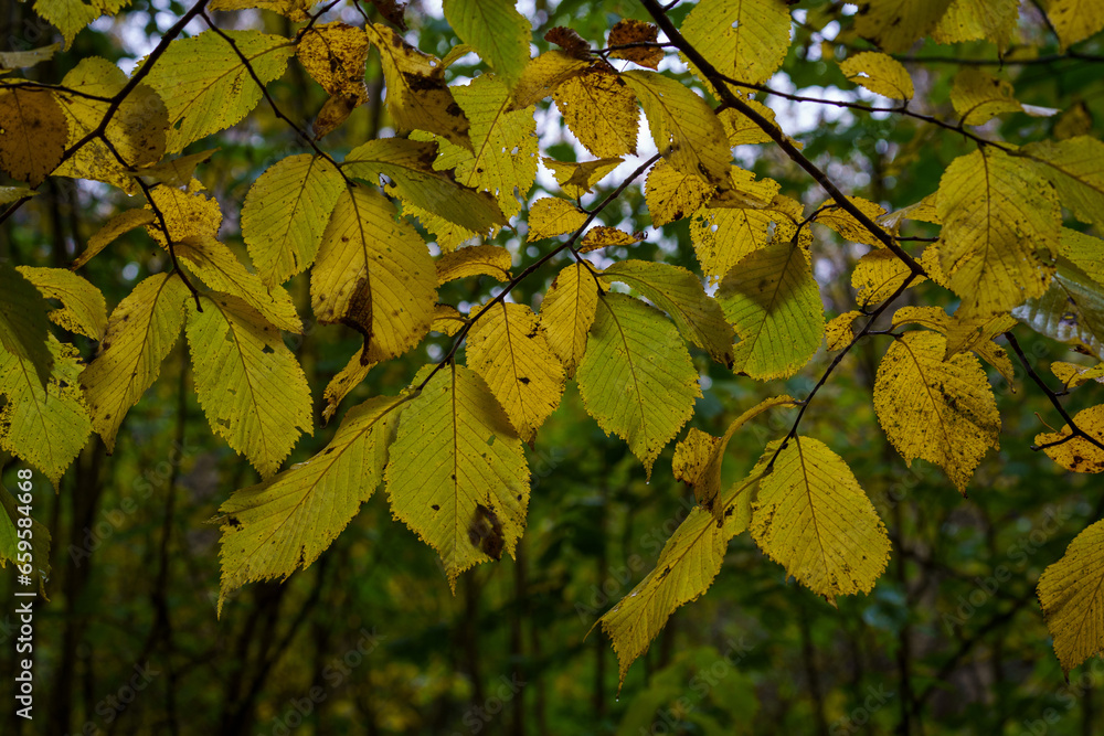 dark moodie autumn colored foliage abstracts in nature dark moodie autumn colored foliage abstracts in nature