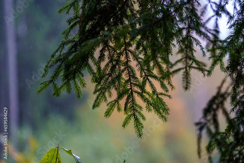 dark moodie autumn colored foliage abstracts in nature photo