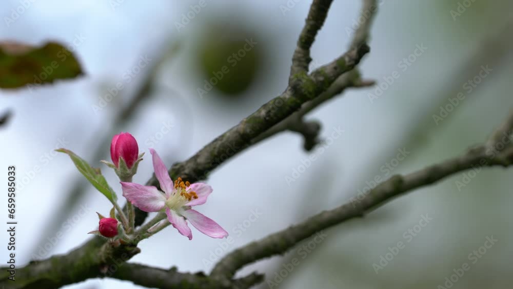 Organic Apple, second flowering of the year, autumn - (4K) Organic Apple, second flowering of the year, autumn - (4K)