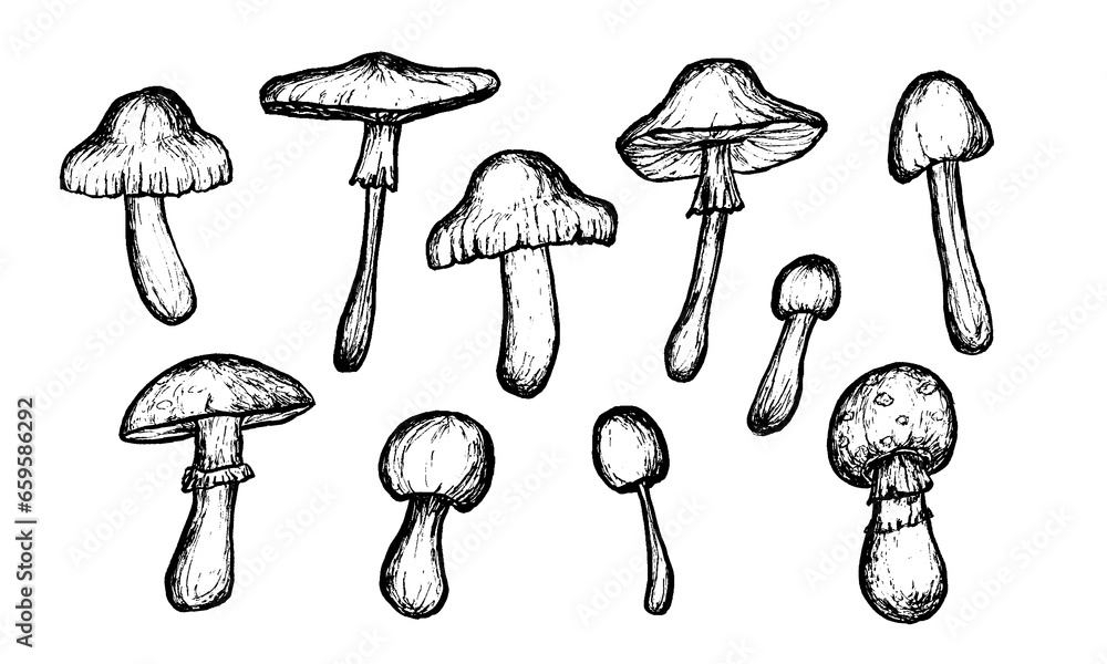 Mushrooms sketches Collection. Hand-drawn wild food items. Outline on white background. Vector sketch illustration