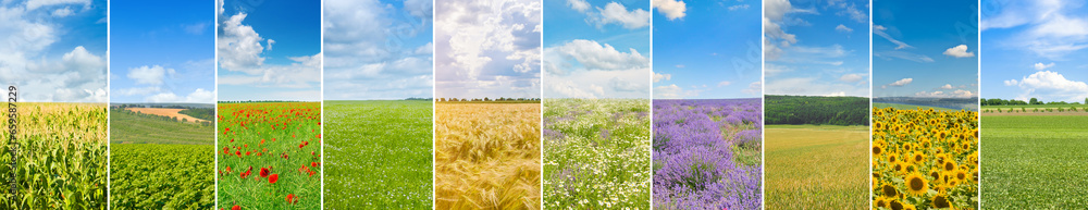 Panoramic view of green field and blue sky . Free space for text. Collage. - obrazy, fototapety, plakaty 