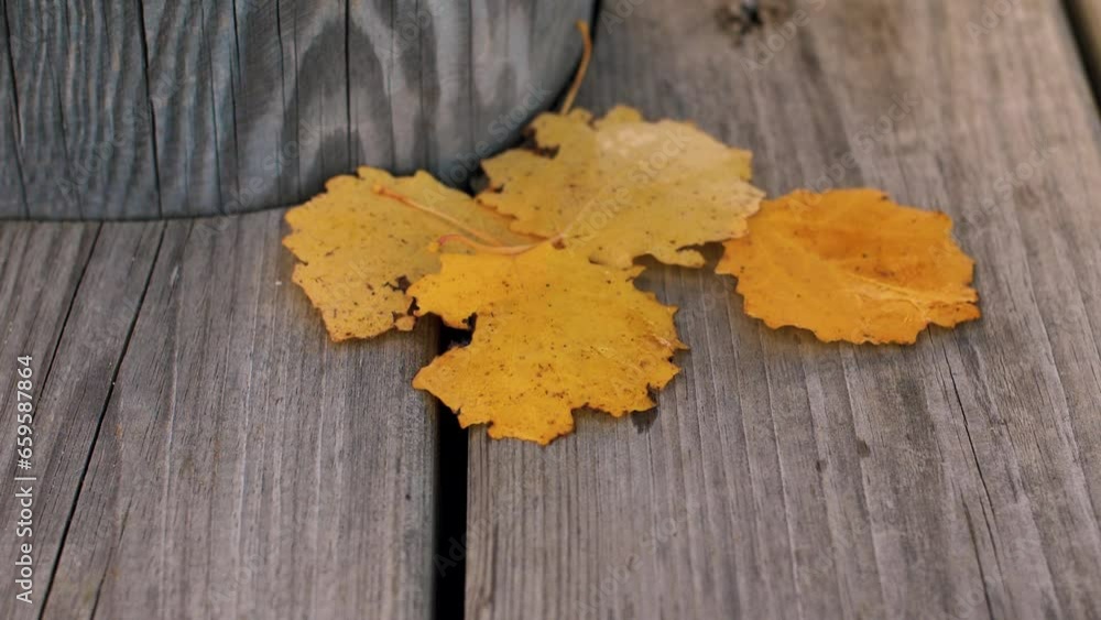 Colorful autumn leaves blown by the wind, Video in motion. Colorful autumn leaves blown by the wind, Video in motion.