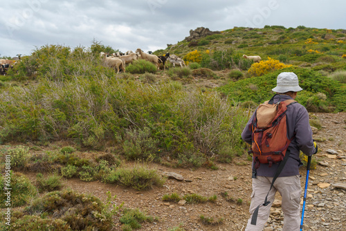hiker in the nature walks past a flock of sheep