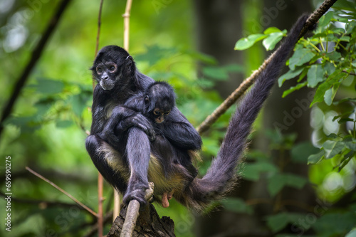 Geoffroy's Spider Monkey and its baby. This primate is also referred to as black-handed spider monkey or Ateles geoffroyi. © Nick Fox