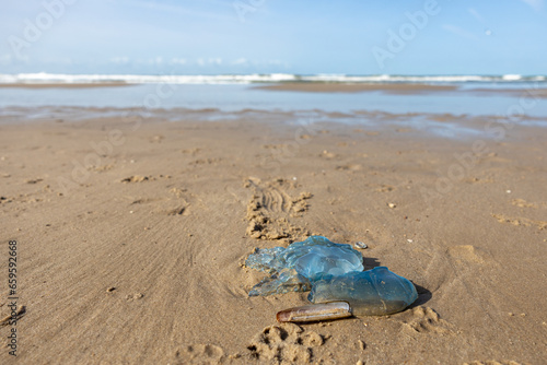 Jellyfish on the deserted beach at the North Sea © Ton