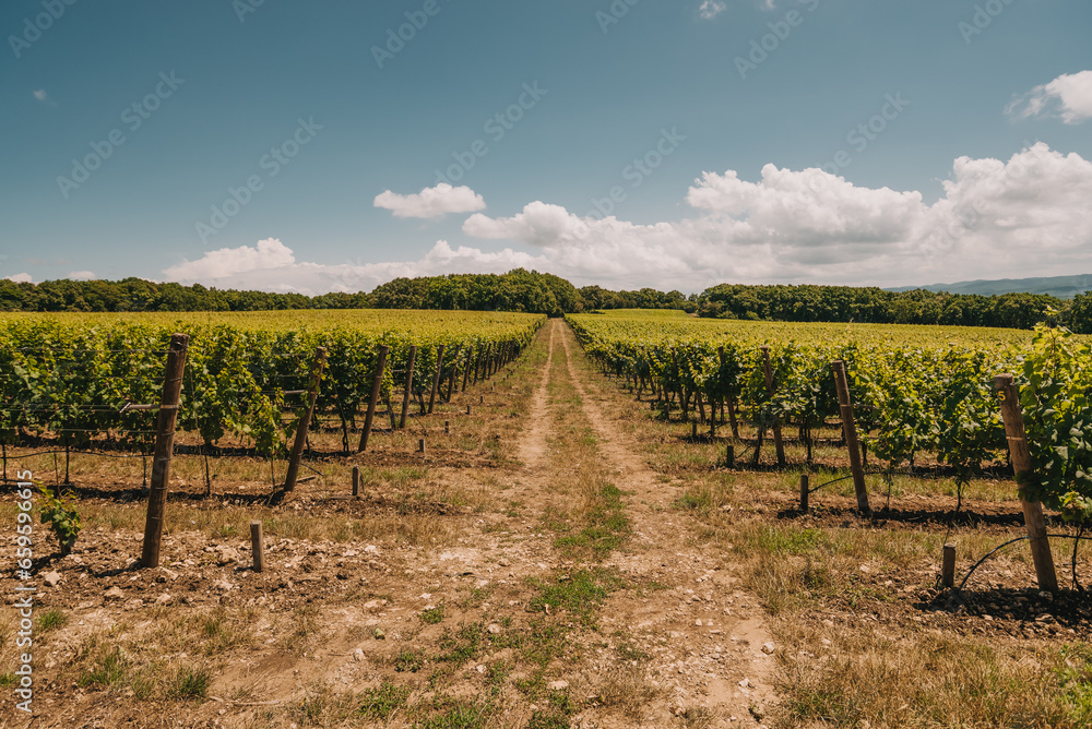A vineyard on a summer day, and clouds in the background. Vines in rows on the hills. Green vineyards under the sun and clouds.