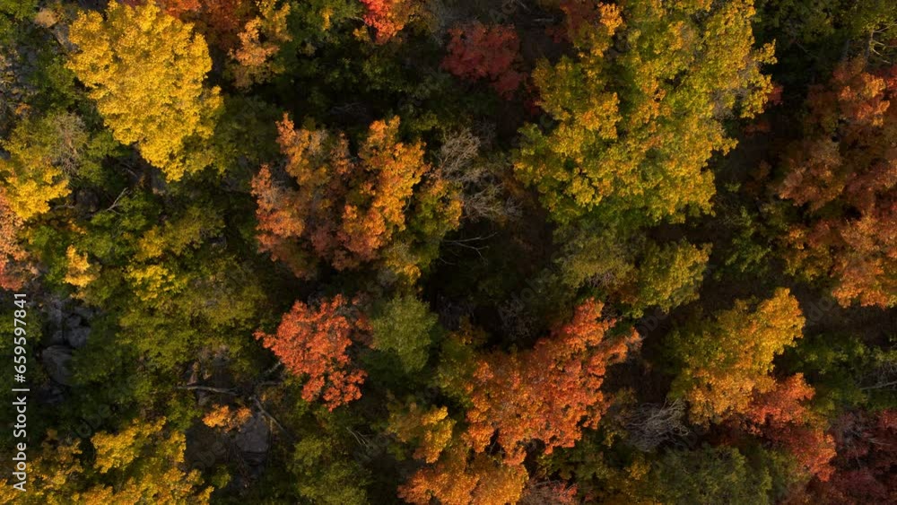Epic, high shot over autumn tree tops - smooth drone Epic, high shot over autumn tree tops - smooth drone