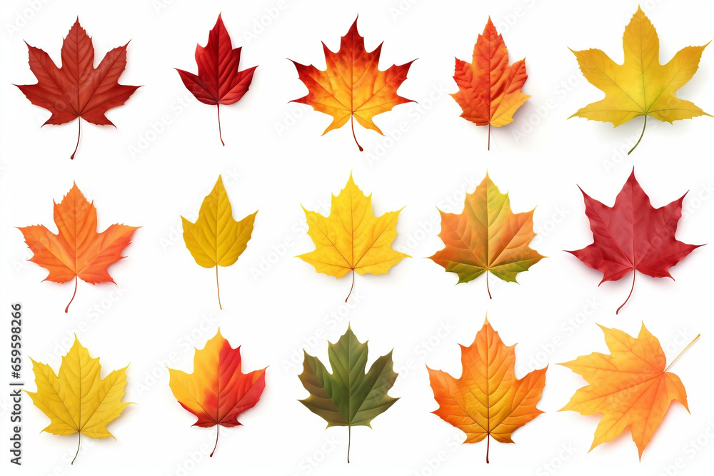 leaves,leaf leaves,leaf
