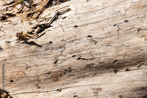 Wood abstract texture. Surface grunge backdrop. Dirty wooden effect pattern. Material background.