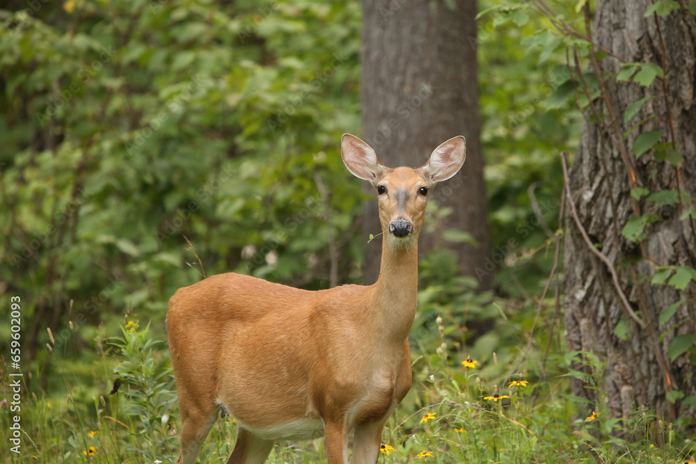 Deer Deer