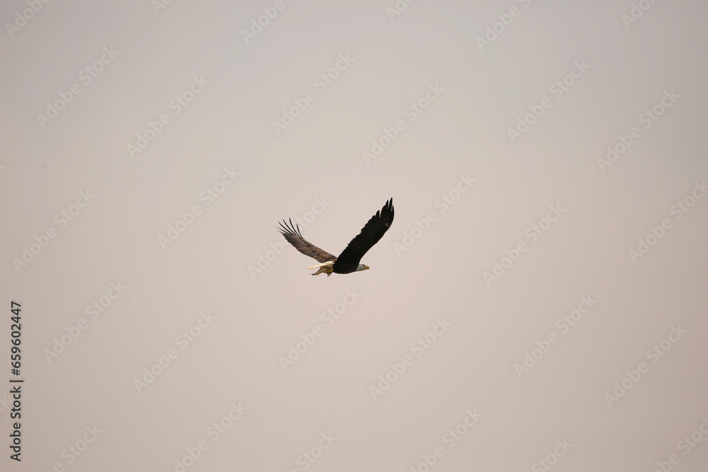 Fototapeta premium Eagle