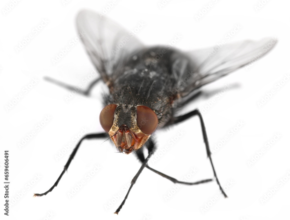 Blue fly insect isolated on white, side view Blue fly insect isolated on white, side view