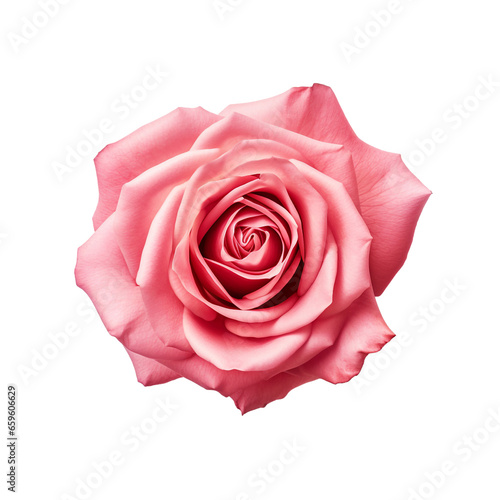 Rose isolated on white background  no background  png