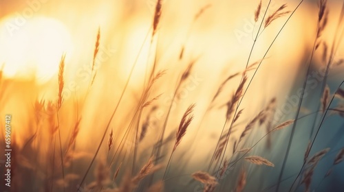 Wild grass in the forest at sunset. Macro image shallow depth of field
