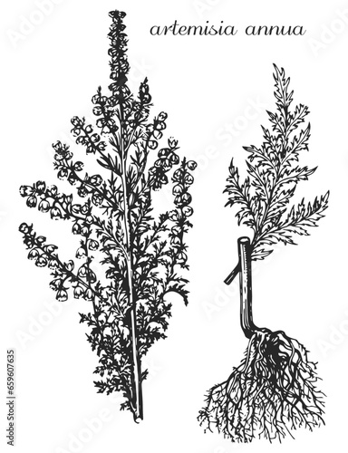 artemisia annua, sagebrush, monochrome flower, medicinal plant, medicinal herbs, black and white design, poplar leaf, poplar branch, black and white poplar design, tatoo flower