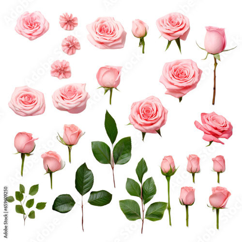 set of pink roses, PNG, transparent background