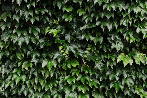 Una pared de hojas de enredaderas verde, en alta calidad para planos de fondo photo