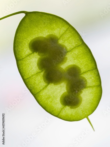 Detail of the immature green seedpod (silicle) of the Lunaria annua, English name honesty or annual honesty photo