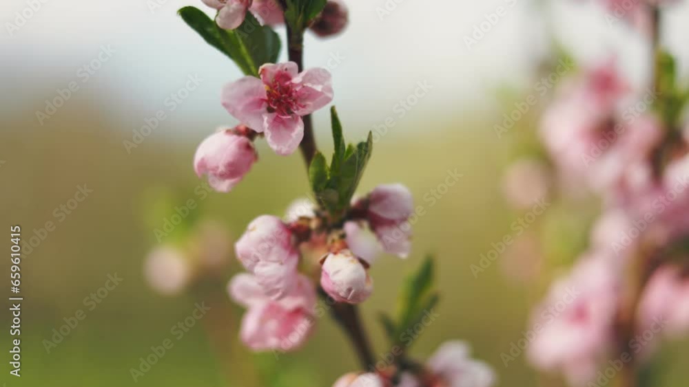 apricot flowers with shallow depth of field closeup apricot flowers with shallow depth of field closeup
