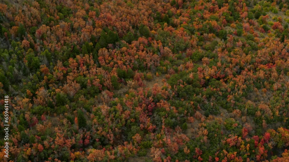 High shot soaring over autumn trees in canyon at sunset High shot soaring over autumn trees in canyon at sunset