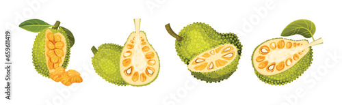 Ripe Bright Green Jackfruit with Seed Coat Vector Set