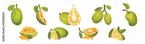 Ripe Bright Green Jackfruit with Seed Coat Vector Set