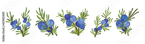 Juniper Evergreen Berry Branch with Green Needles Vector Set